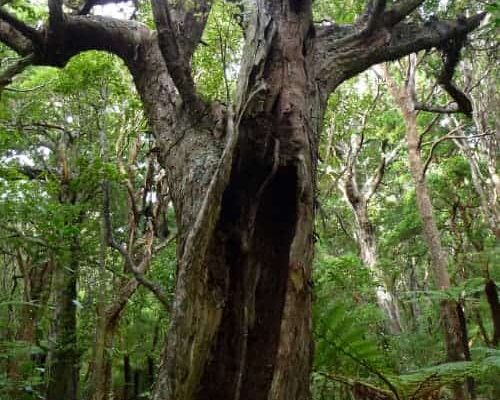 Forest Guided Walks Of New Zealand