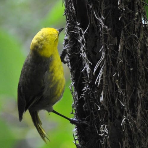Ulva Island Bird Sanctuary And Forest