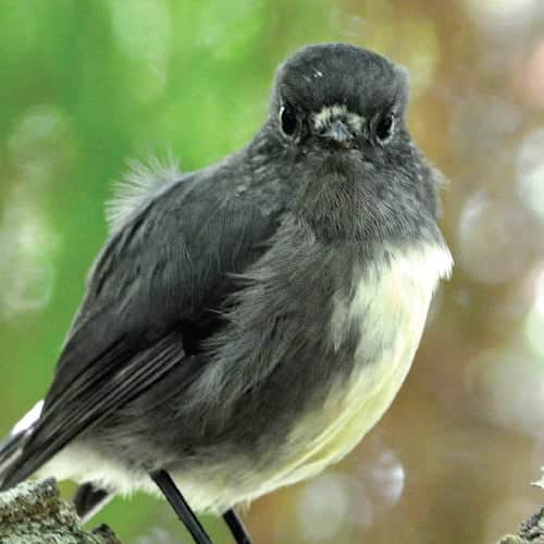 Birdlife On Stewart Island, New Zealand