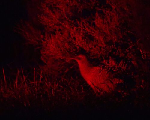 Image Of A Kiwi Bird In The Dark