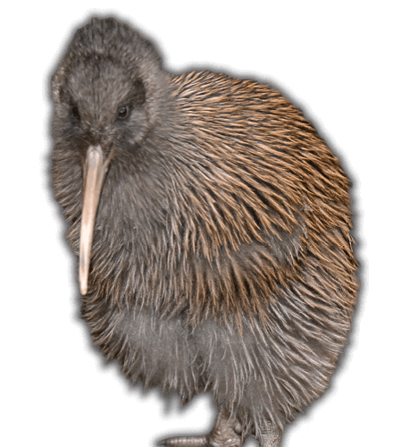 Beaks & Feathers Southern Brown Kiwi