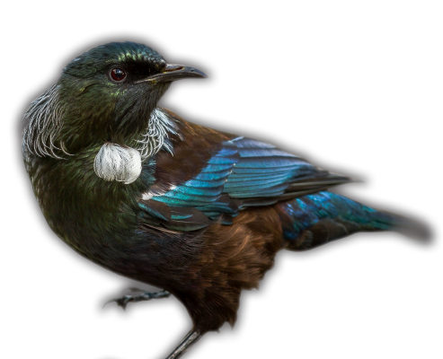 Beaks & Feathers Tui